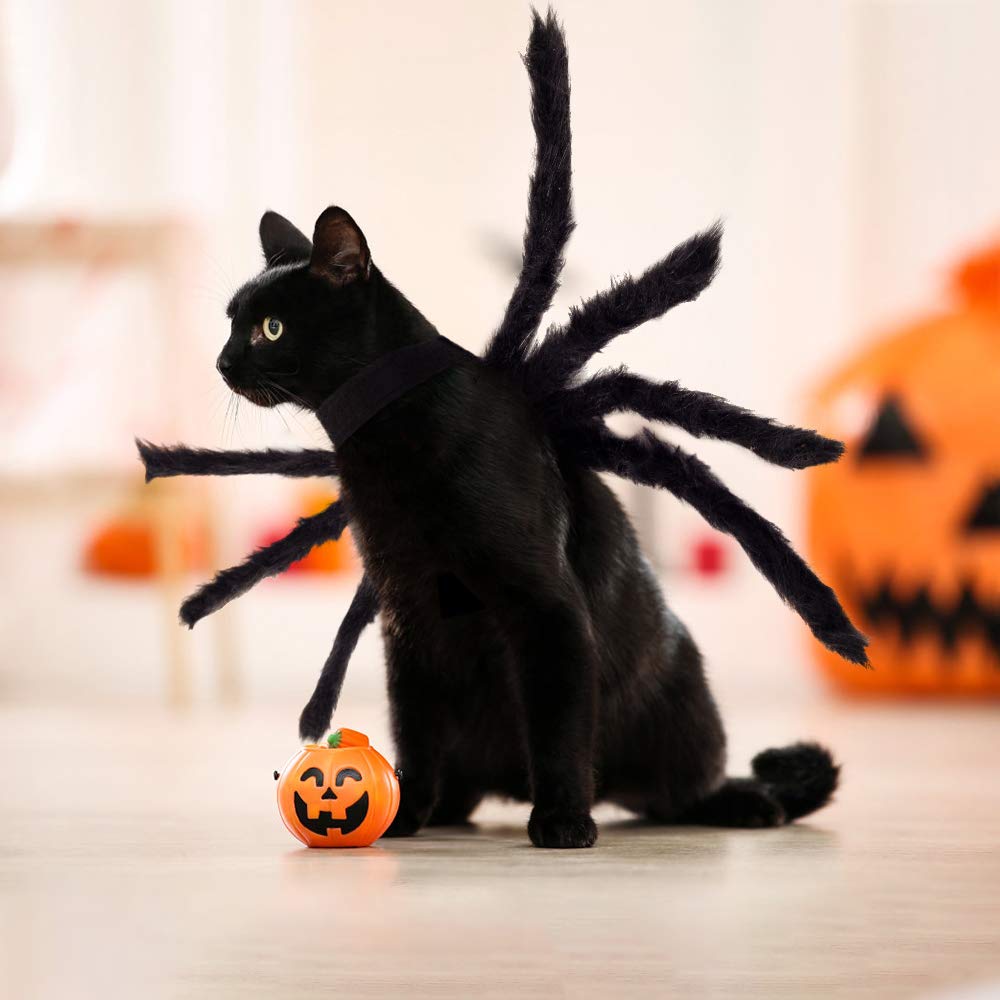 Halloween Spider Cat Costume